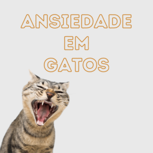 Ansiedade em Gatos